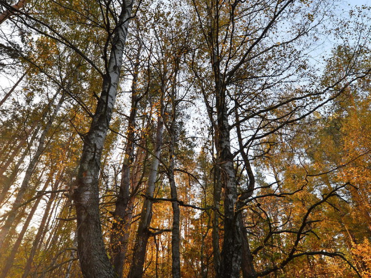 Осенняя сказка леса..