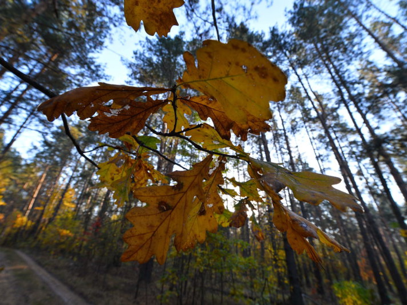Осенняя сказка леса..