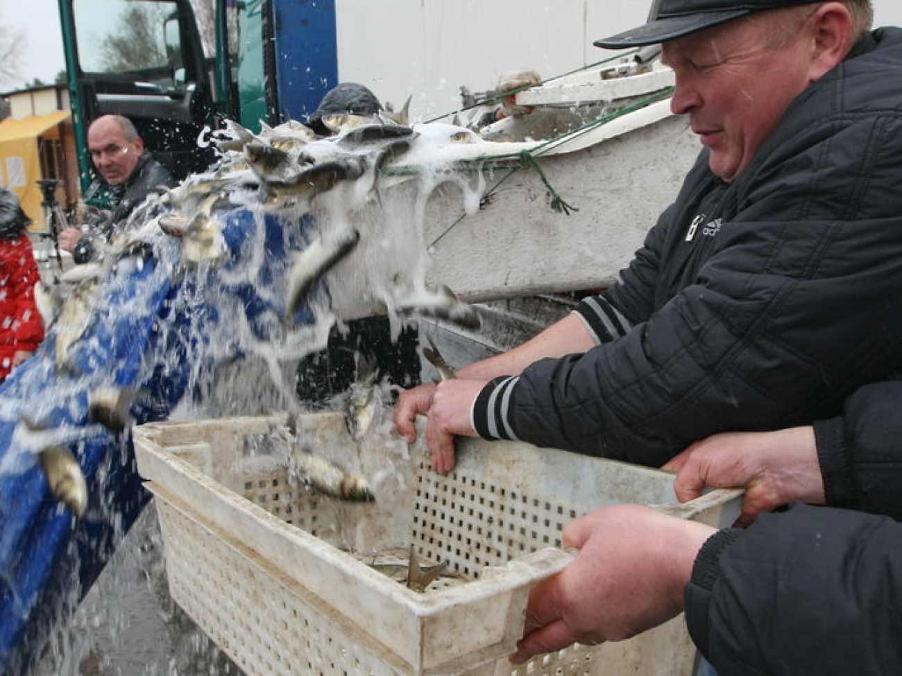 Киевское водохранилище пополнилось рыбой