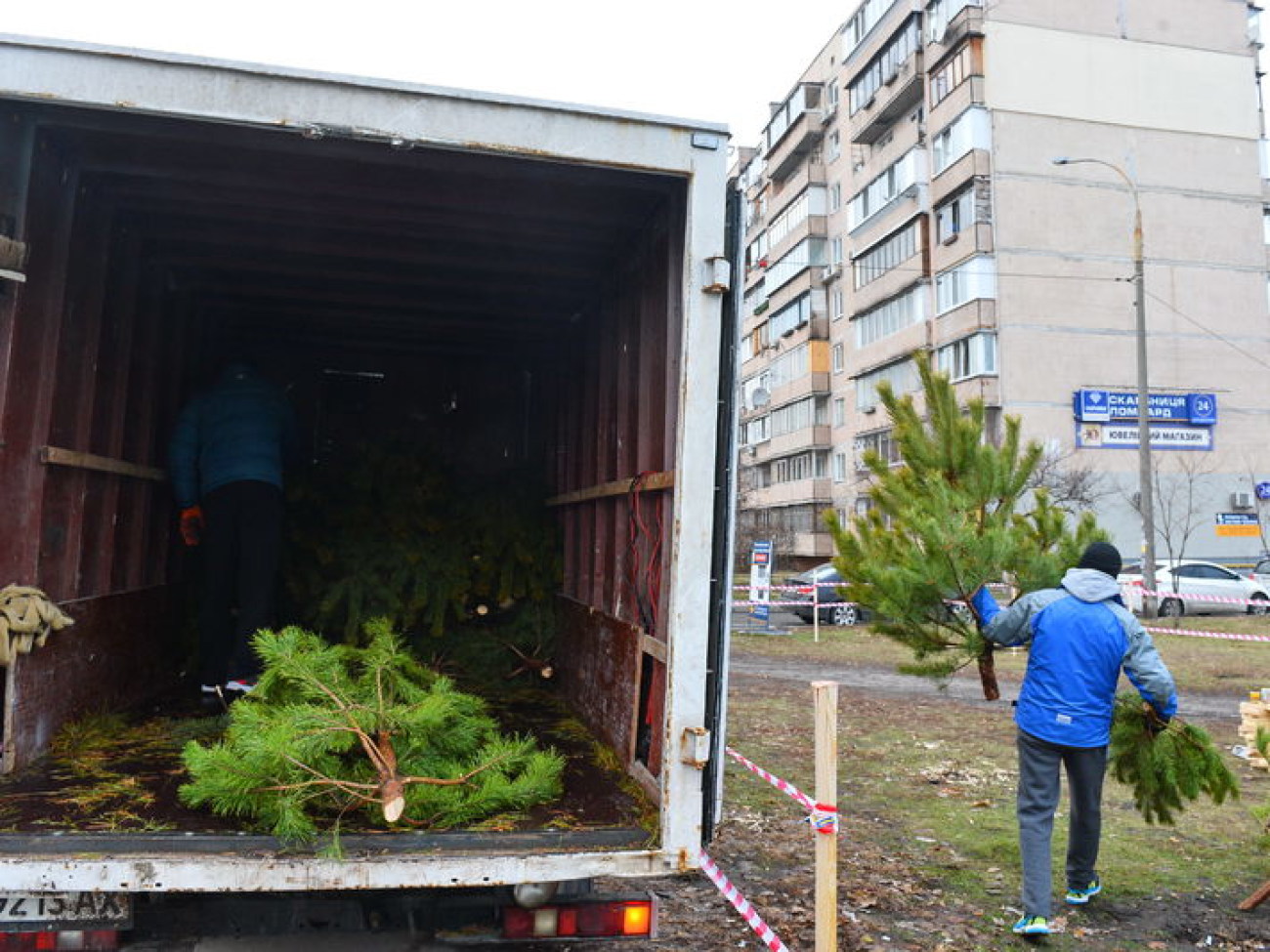 В Киеве начали продавать елки