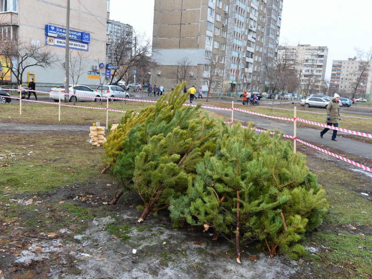 В Киеве начали продавать елки