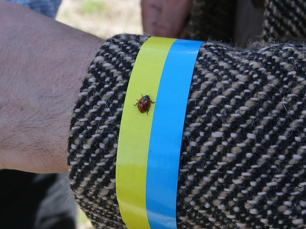 В лесу под Киевом активисты высадили 2000 сосен