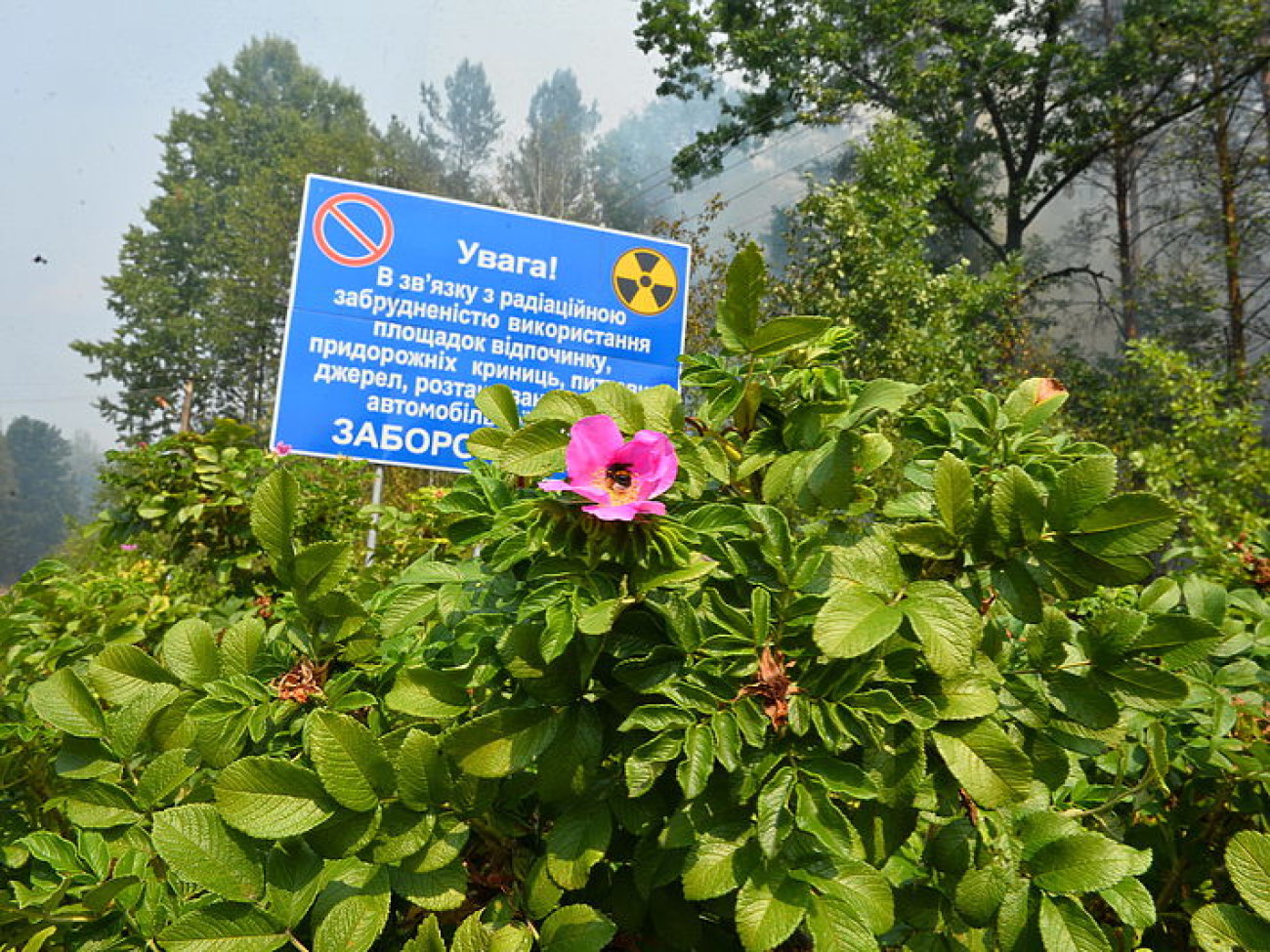 Пожар под Чернобылем тушат водой, лопатой и &#171;хлопушками&#187;
