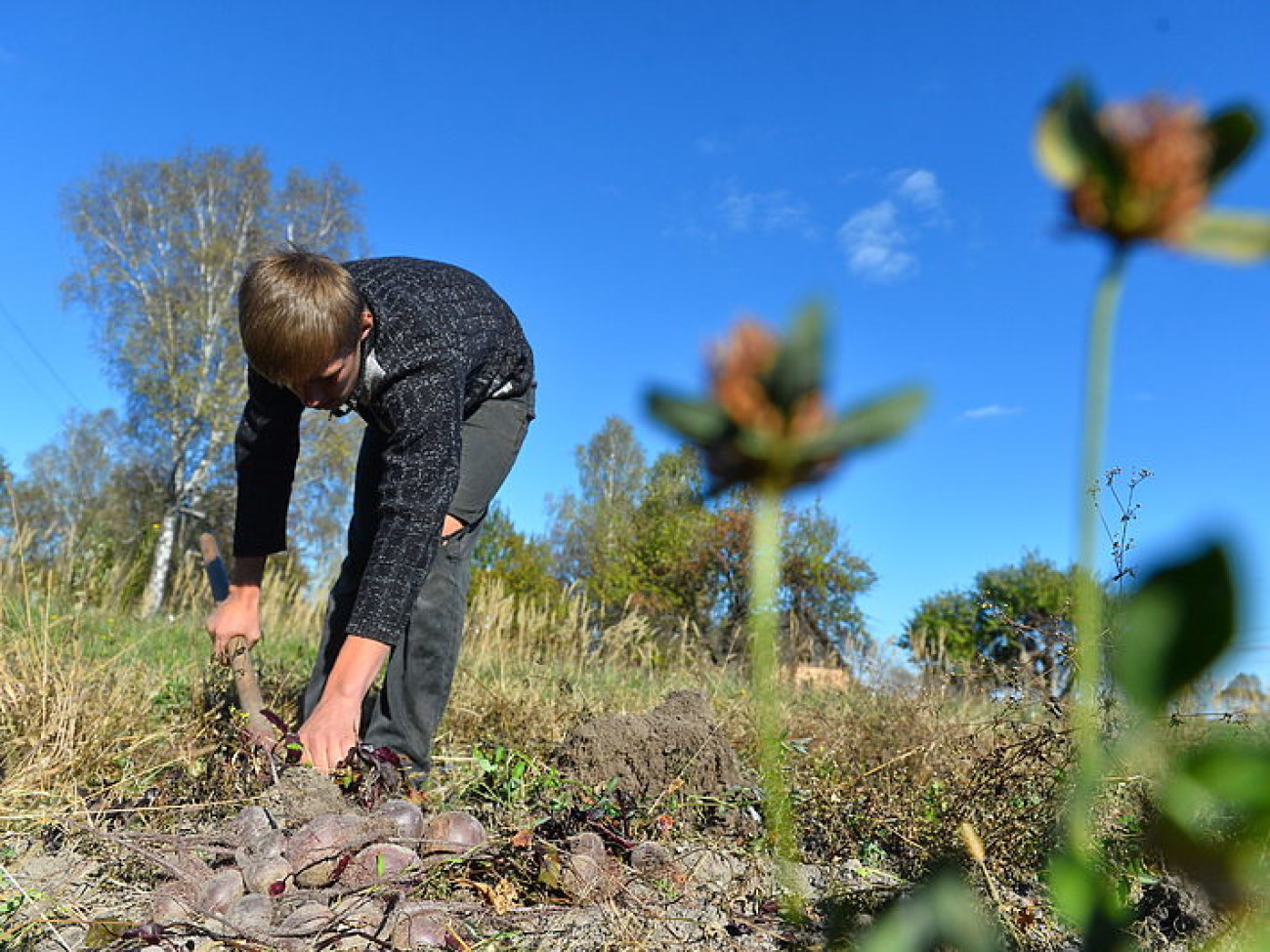 Украинцы завершают уборку урожая