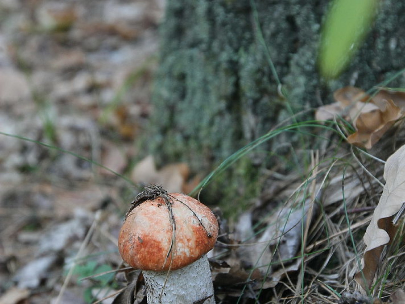 В этом году в Украине грибов мало