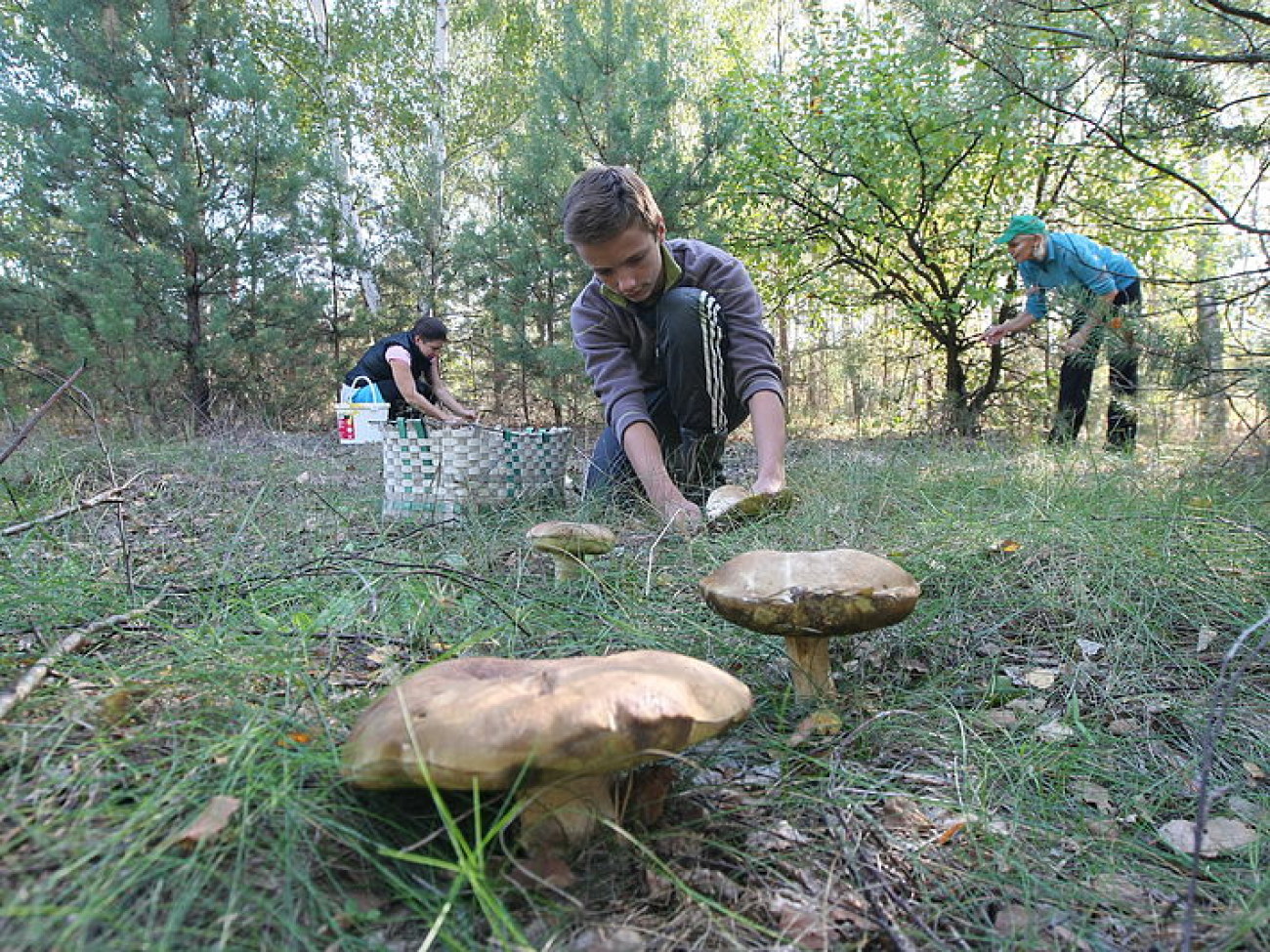 В этом году в Украине грибов мало