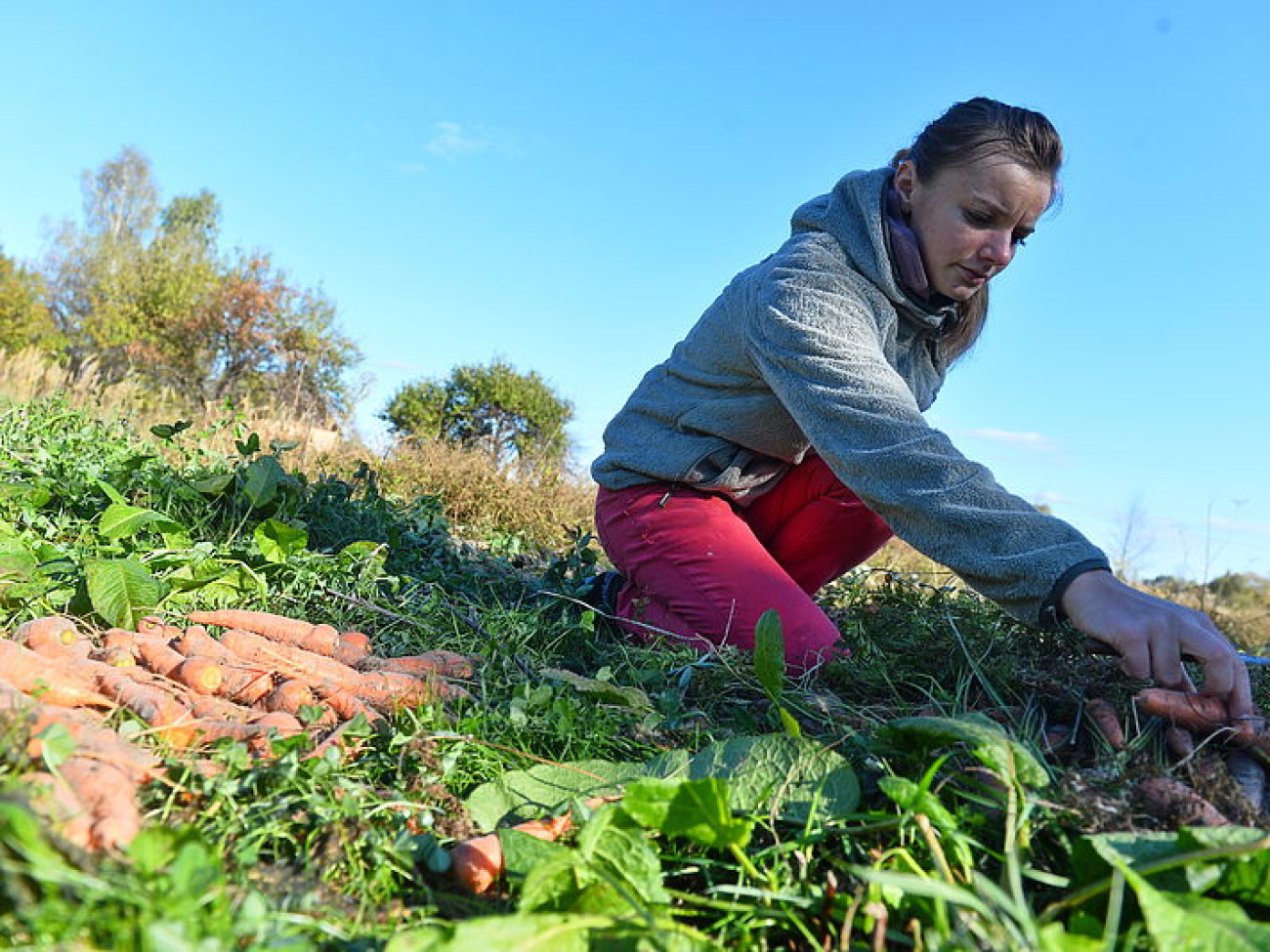 Украинцы завершают уборку урожая