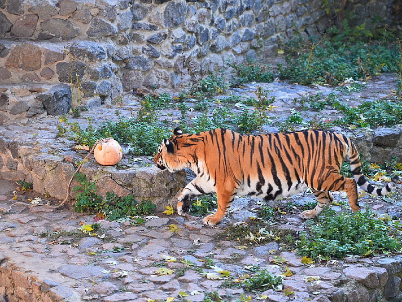 В киевском зоопарке &#8212; Хэллоуин: тигра, мишку и слона кормили тыквой