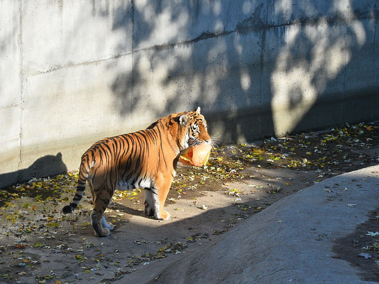 В киевском зоопарке &#8212; Хэллоуин: тигра, мишку и слона кормили тыквой