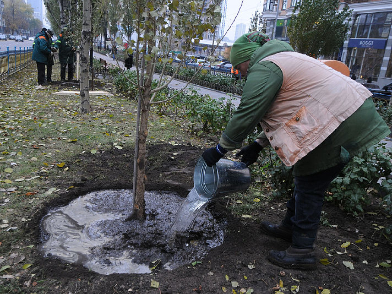 Коммунальная осень: в Киеве посадили тополя без пуха и по-модному убирают листья