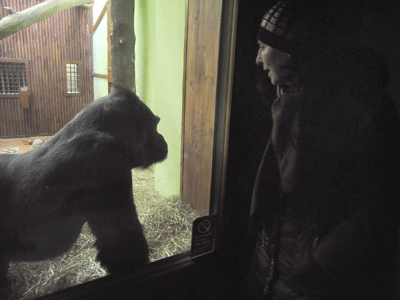 Киевские обезьянки обзавелись новым жилищем