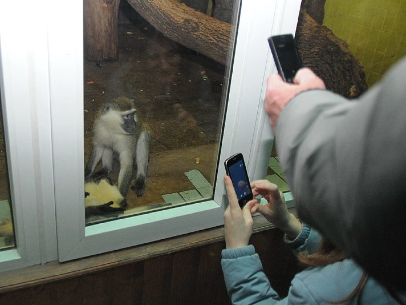 Киевские обезьянки обзавелись новым жилищем