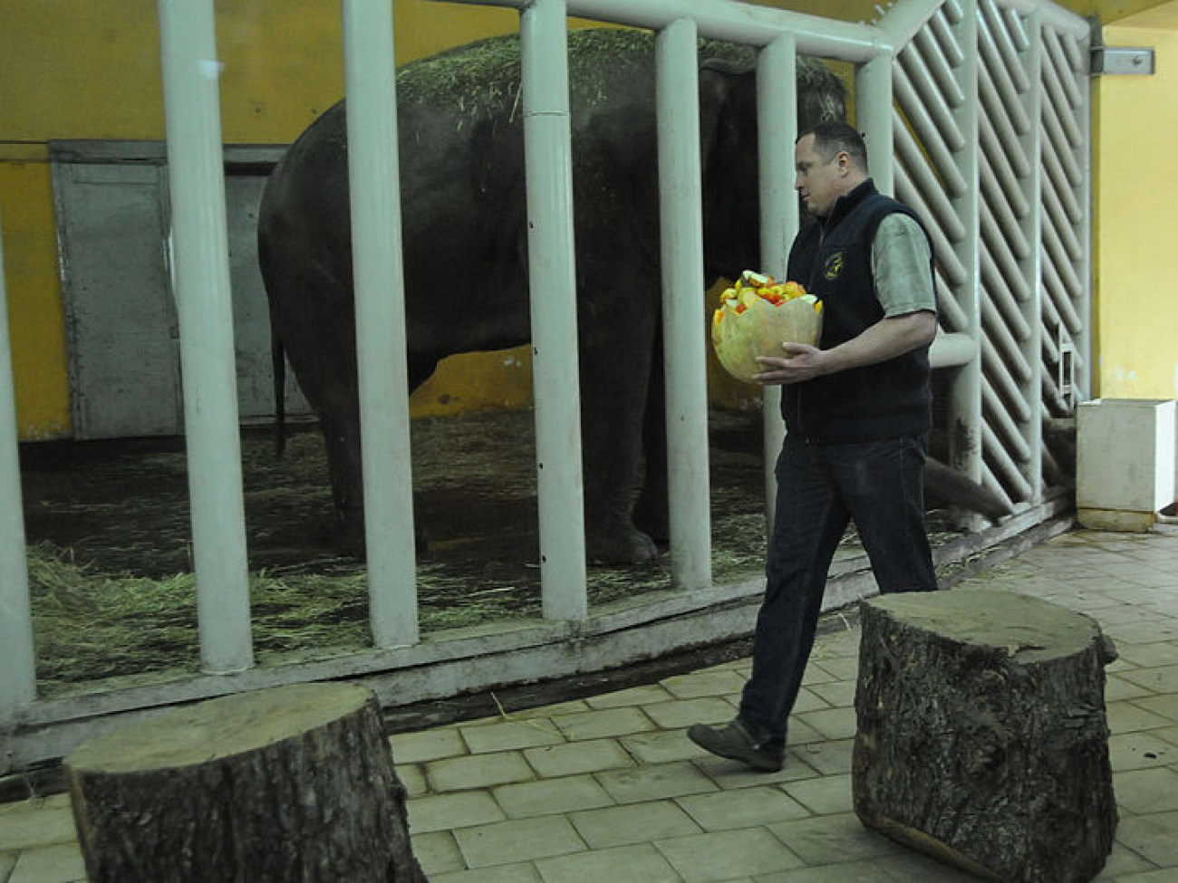 В Киевском зоопарке отпраздновали День рождения слона Хораса