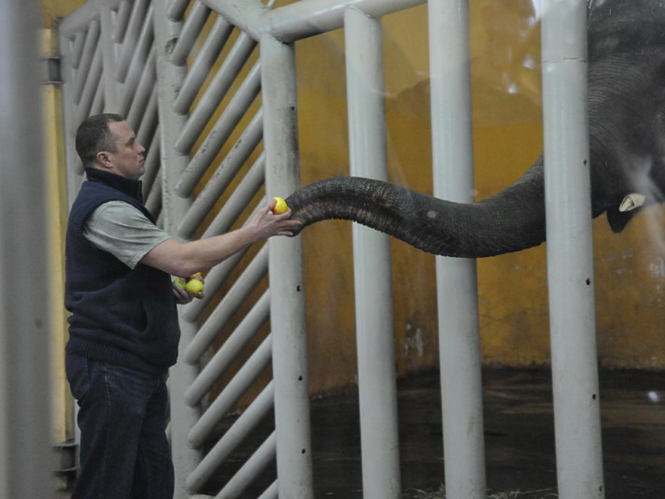 В Киевском зоопарке отпраздновали День рождения слона Хораса