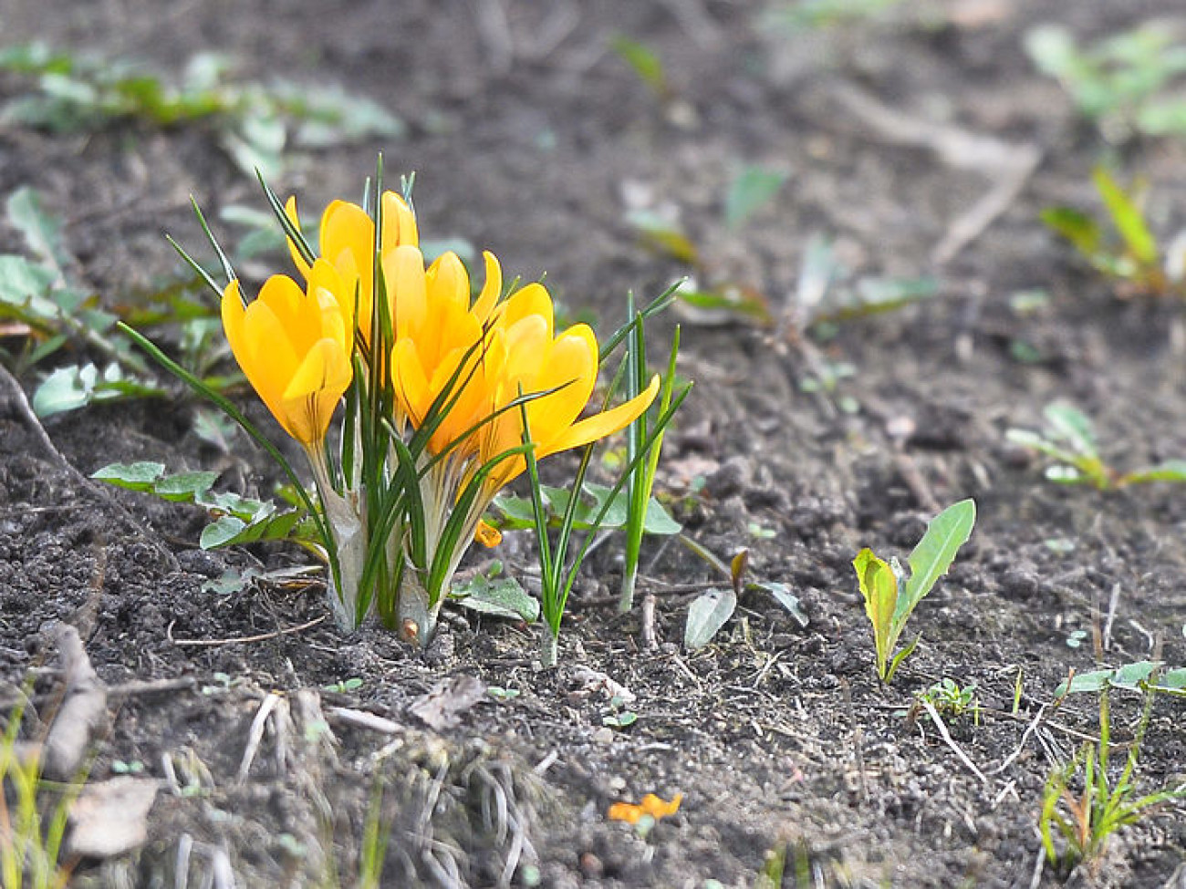 В Украину идет тепло: прилетели скворцы и появились первые цветы