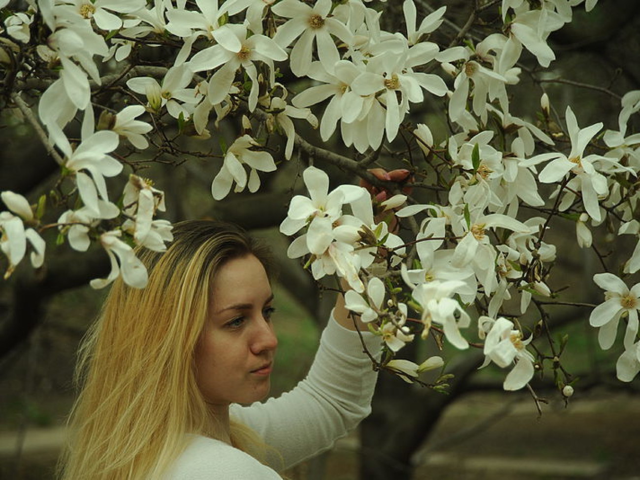 Весна в Киеве: цветут магнолии и абрикосы