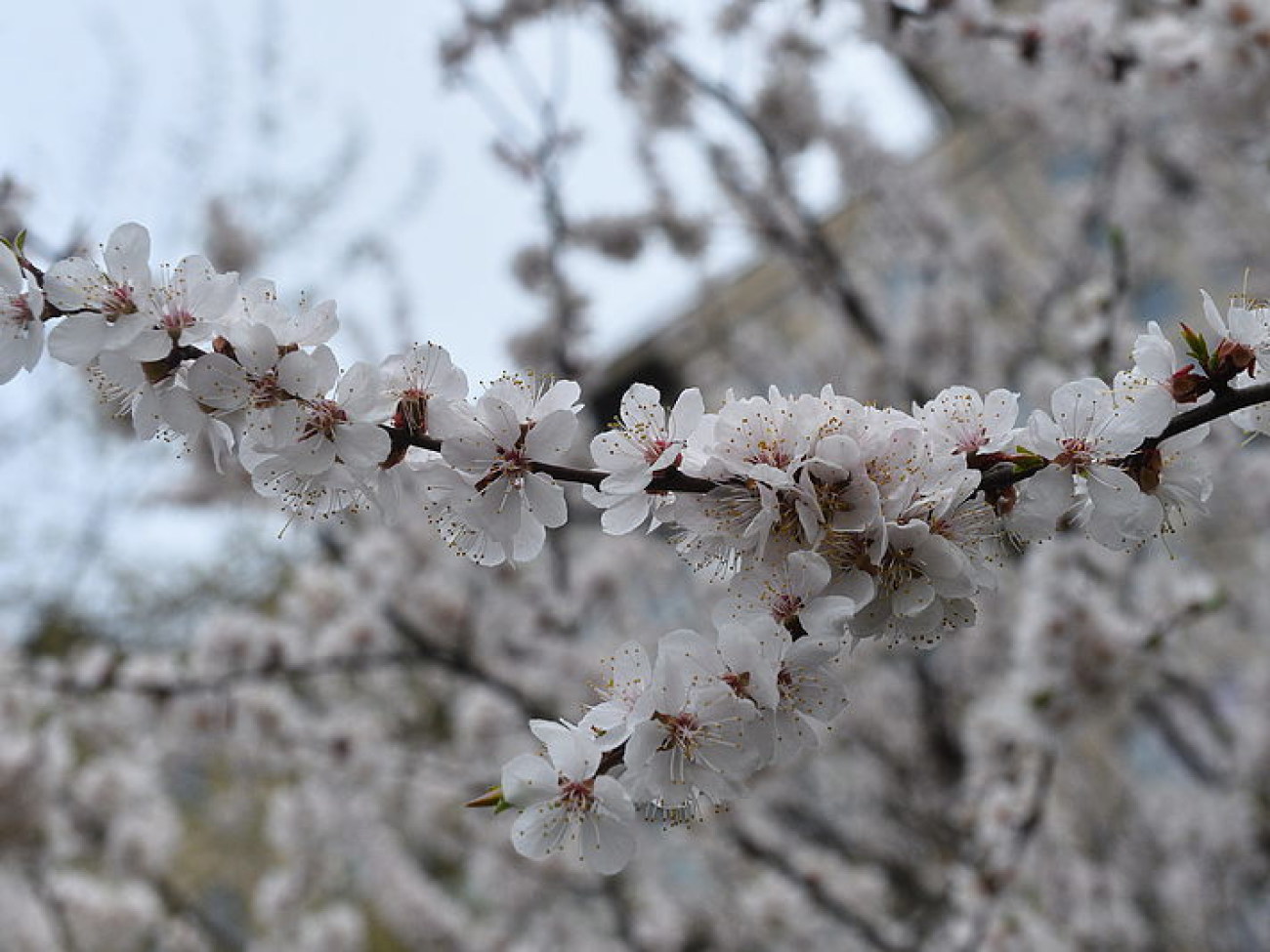 Весна в Киеве: цветут магнолии и абрикосы