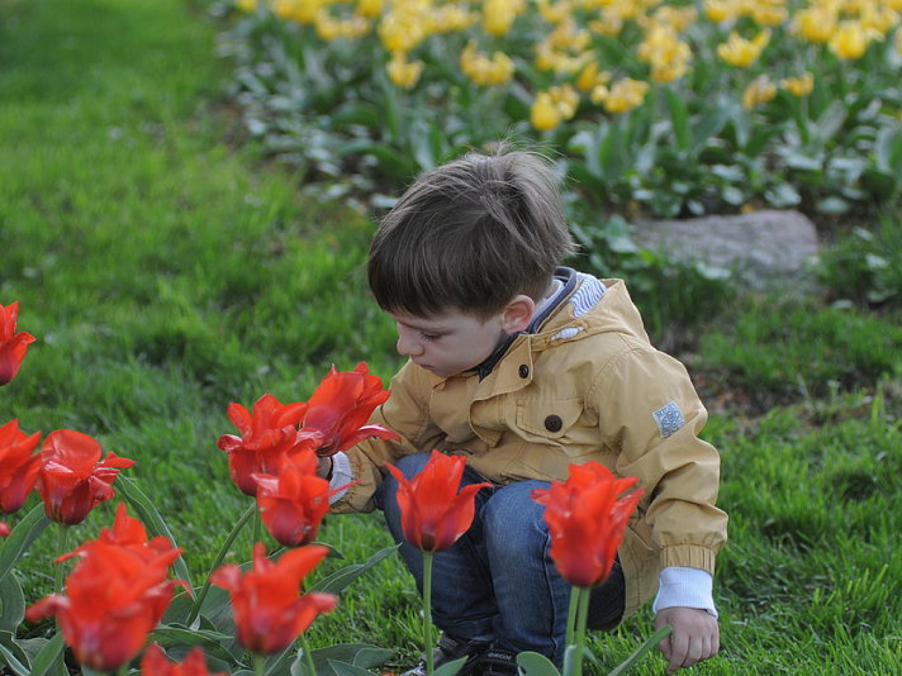 В Киеве проходит выставка тюльпанов