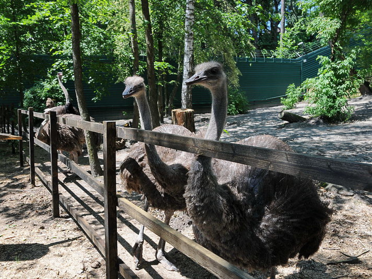 Межигорье два года спустя: страусы остались, посетителей немного