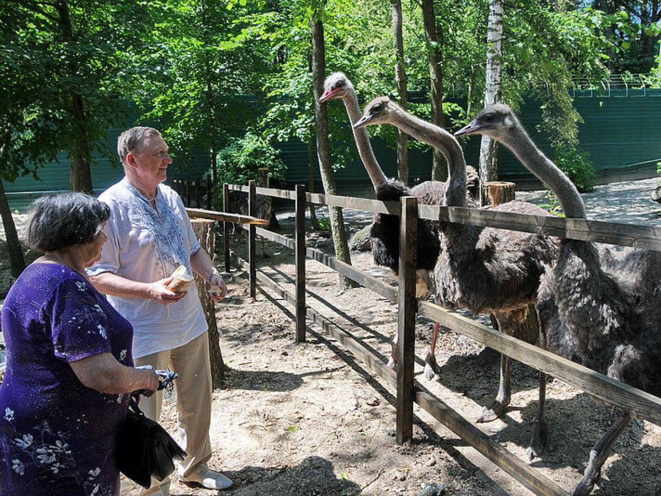 Межигорье два года спустя: страусы остались, посетителей немного