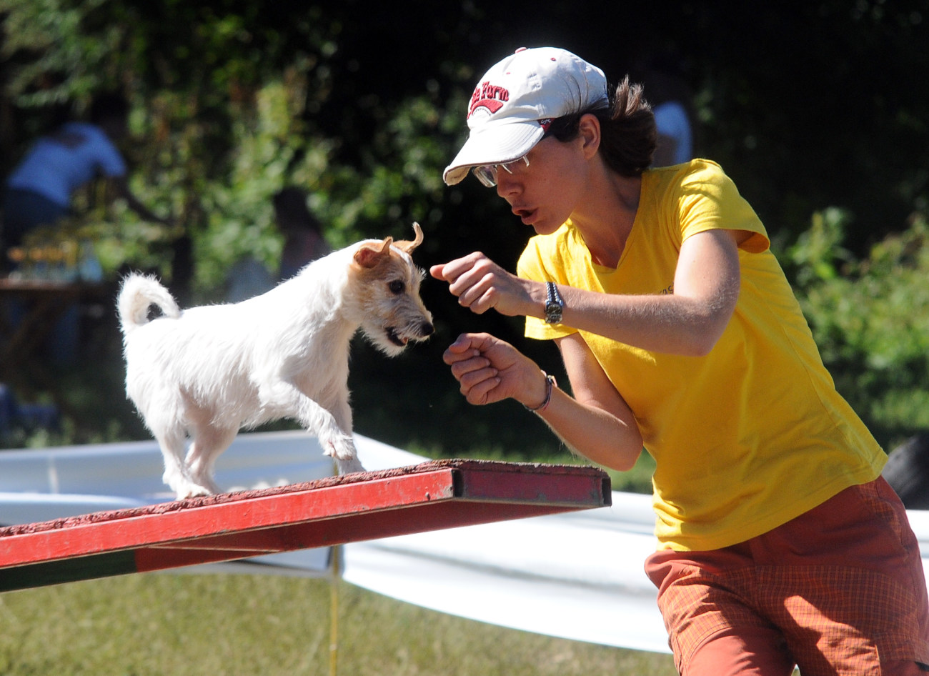 В Харькове состоялись соревнования породистых собак