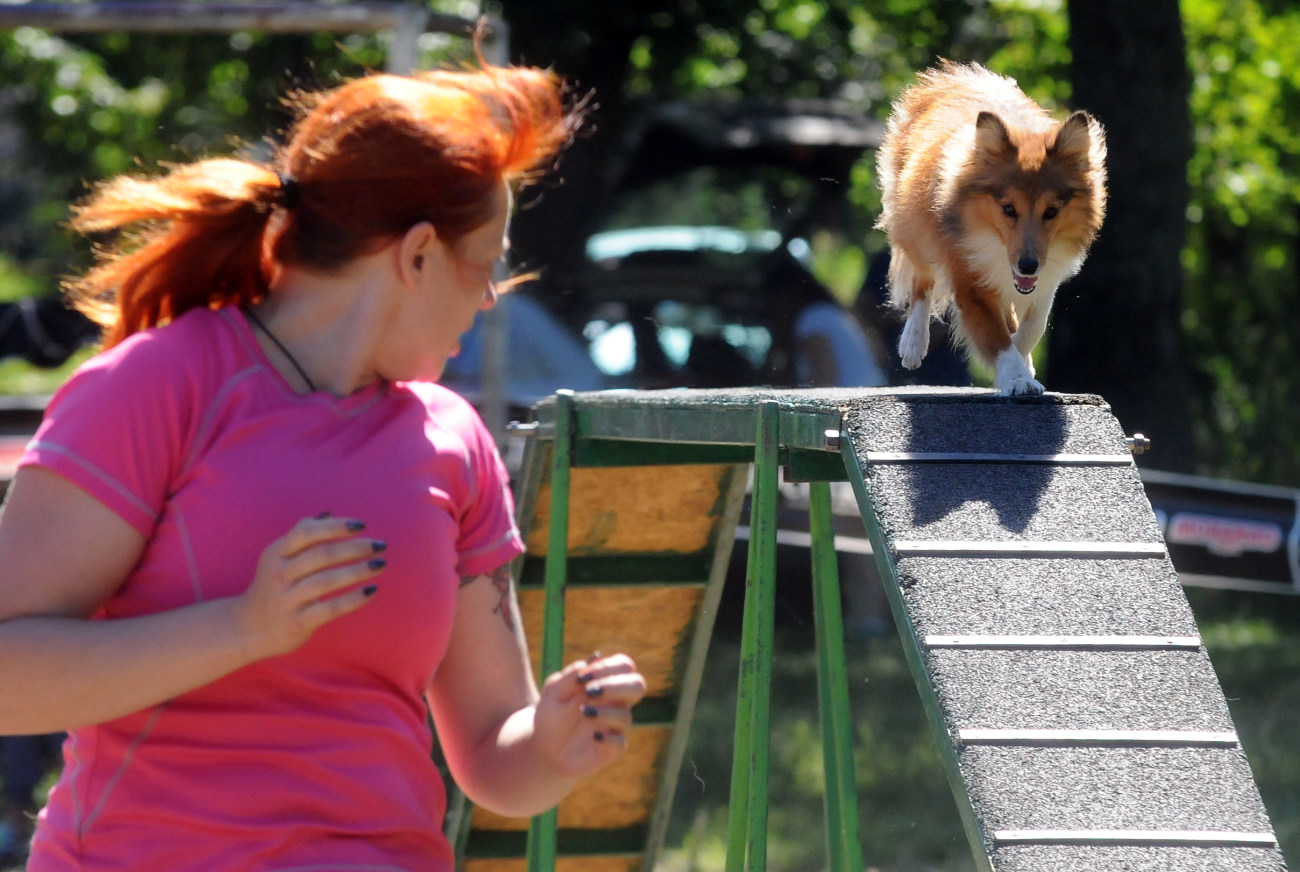 В Харькове состоялись соревнования породистых собак