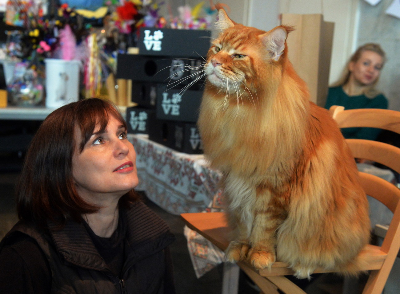 В Киеве проходит выставка гигантских кошек