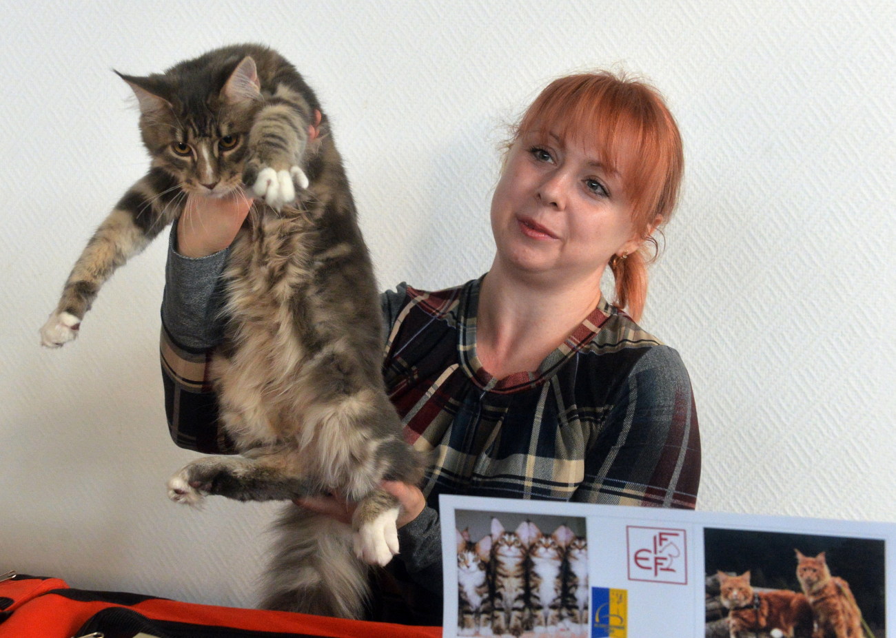 В Киеве проходит выставка гигантских кошек