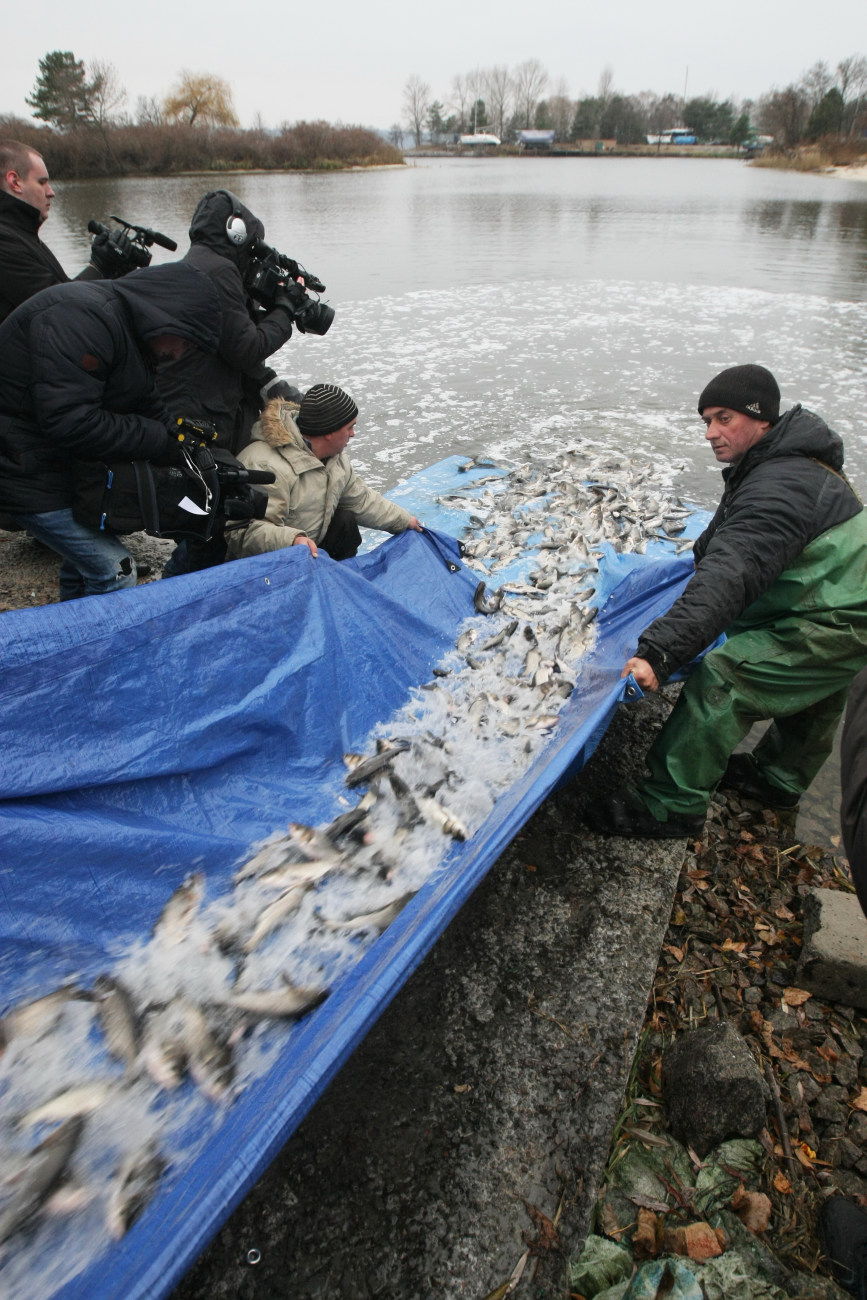 Во время осеннего зарыбления в Киевское водохранилище выпустили более ста тысяч мальков