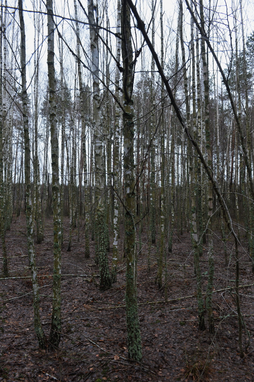 Площадь лесов Украины уменьшилась почти на половину