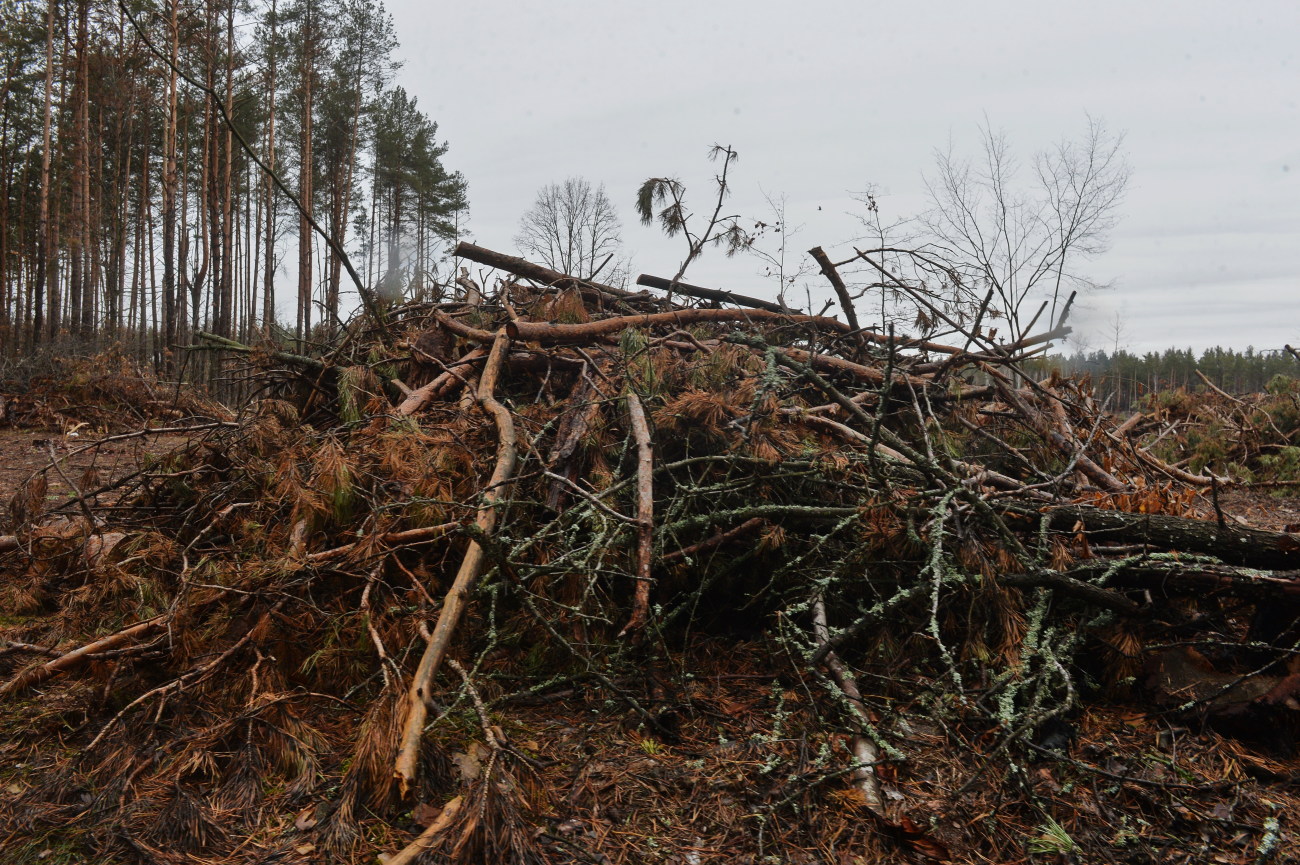 Площадь лесов Украины уменьшилась почти на половину