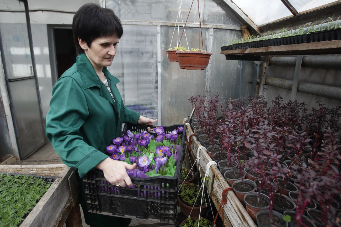 Перед праздником киевские оранжереи работают в усиленном режиме