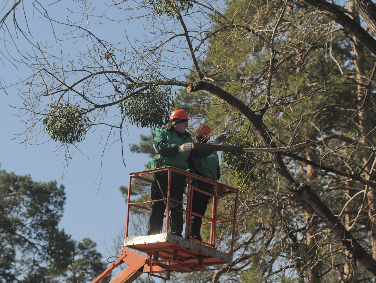«Киевзеленстрой» очищает деревья от омелы