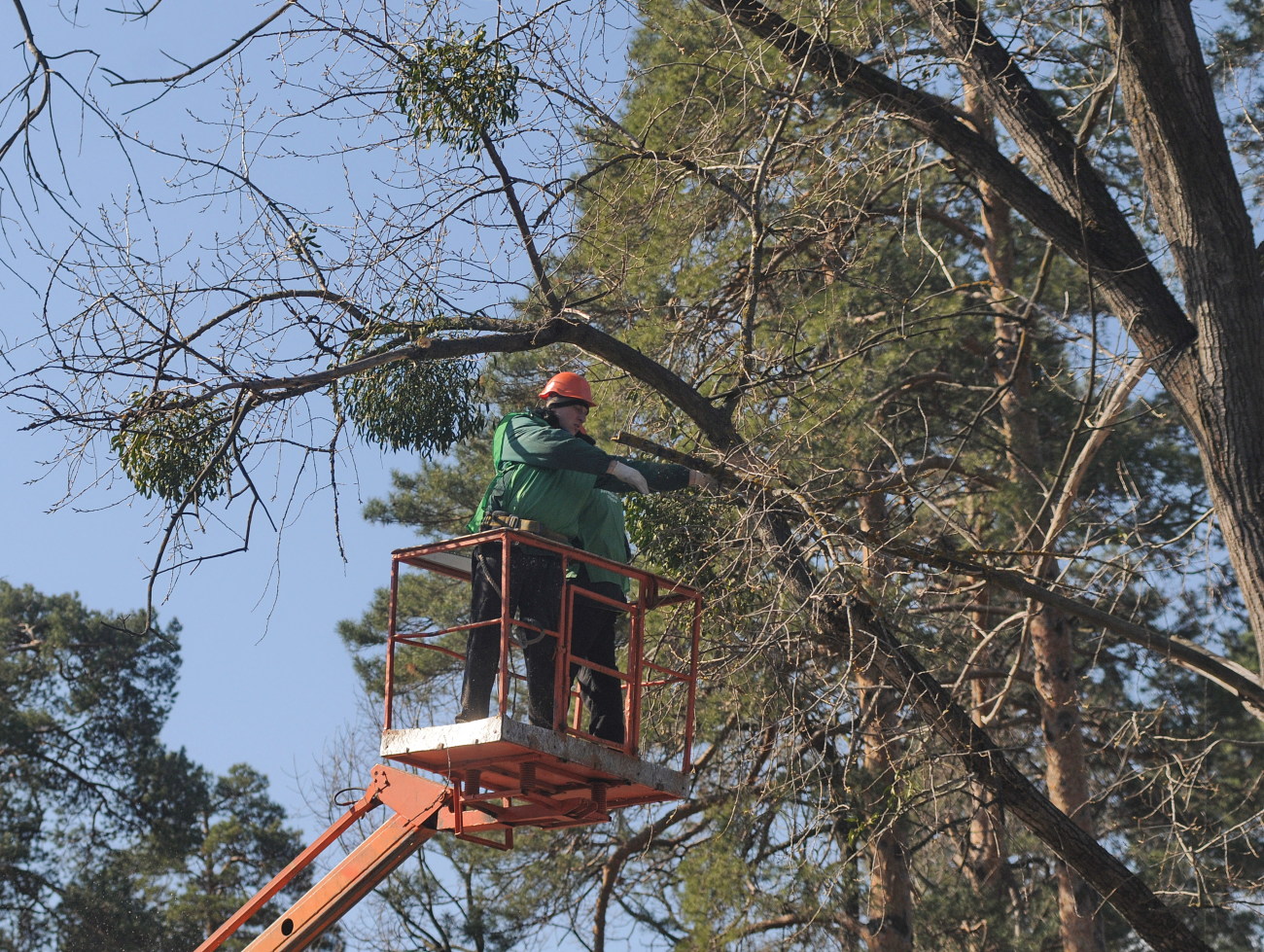 «Киевзеленстрой» очищает деревья от омелы