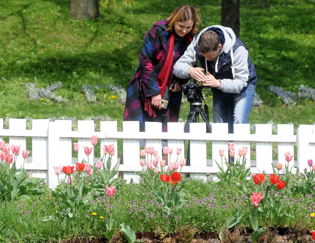 На Певческом поле в Киеве проходит фестиваль тюльпанов