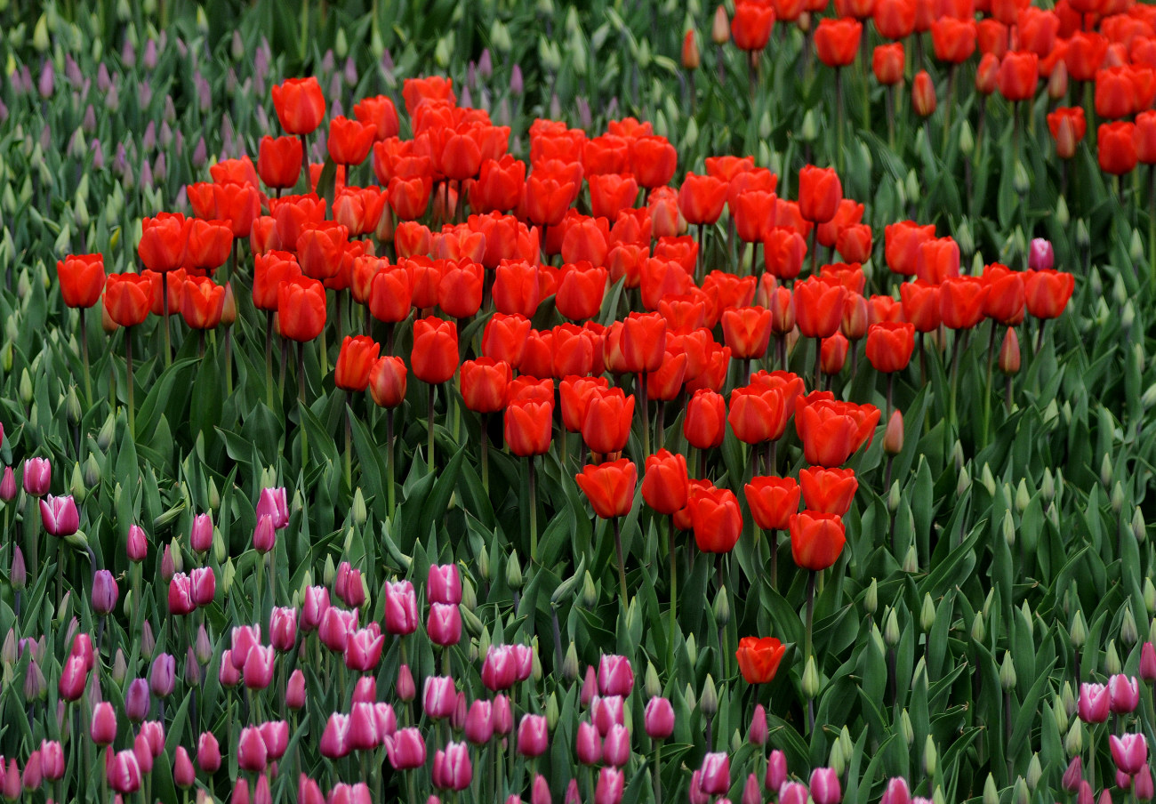 На Певческом поле в Киеве проходит фестиваль тюльпанов