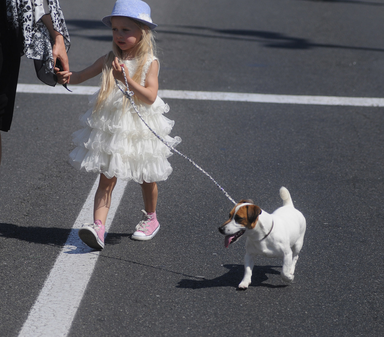 В Киеве состоялся первый украинский парад собак породы Джек Рассел Терьер и Парсон