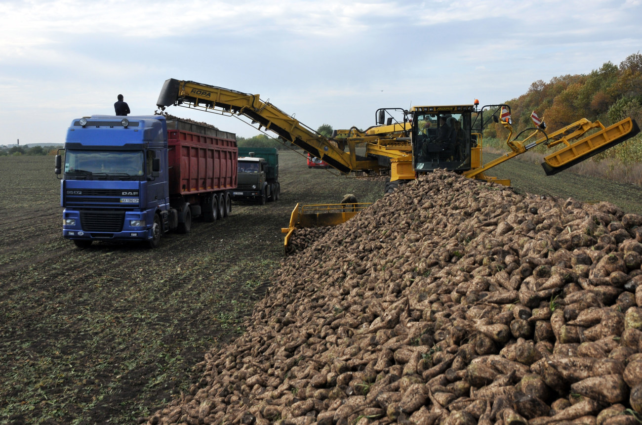 В Украине идет уборка сахарной свеклы