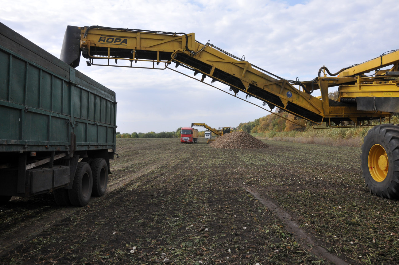 В Украине идет уборка сахарной свеклы
