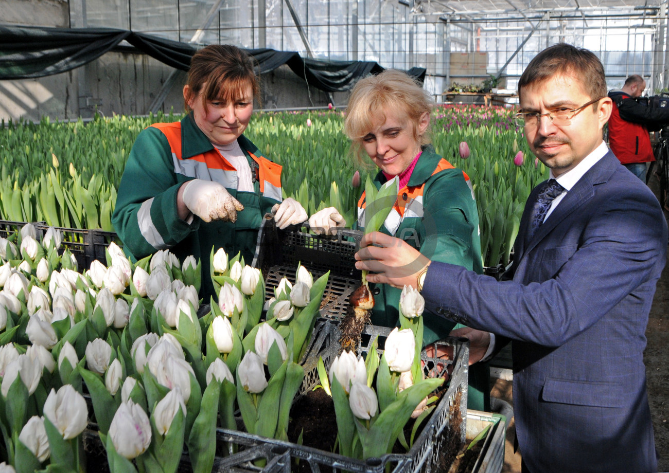 В Киевских оранжереях расцвели тысячи тюльпанов