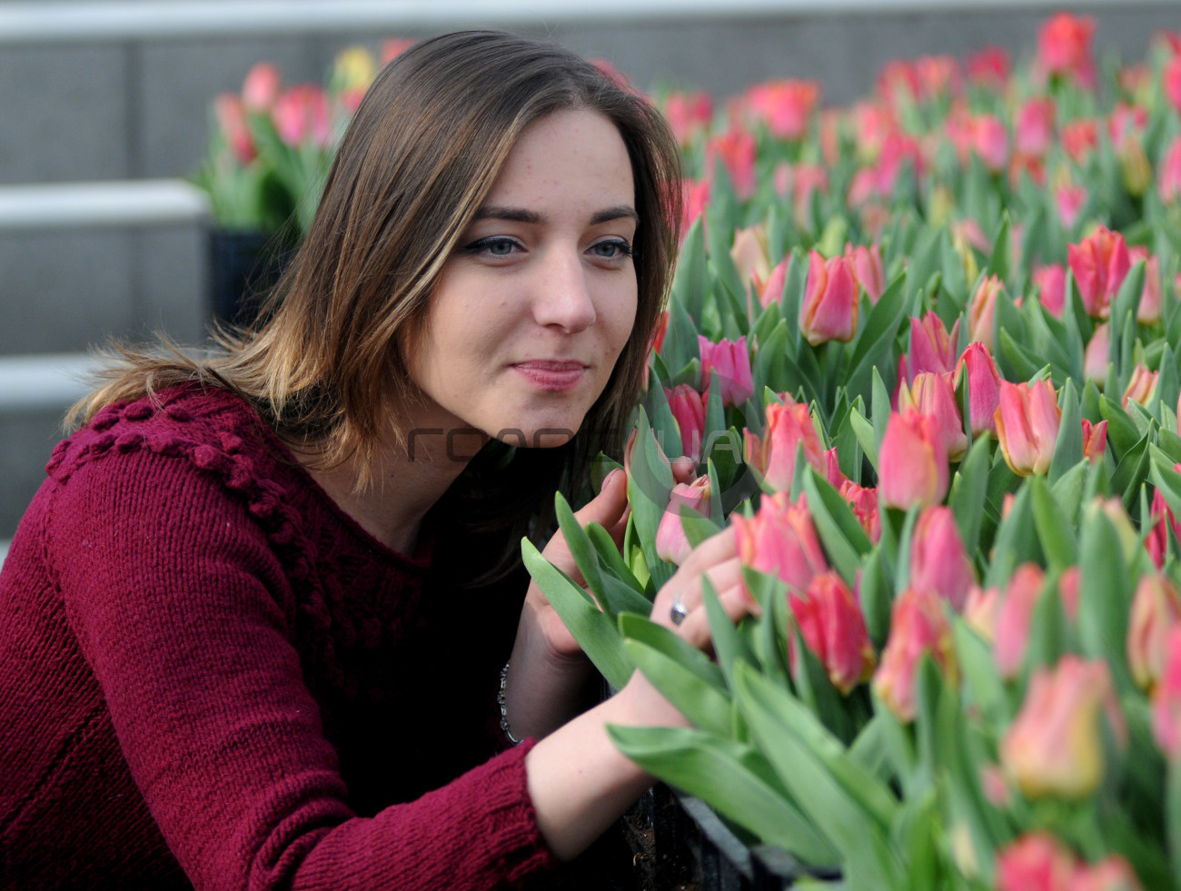 В Киевских оранжереях расцвели тысячи тюльпанов