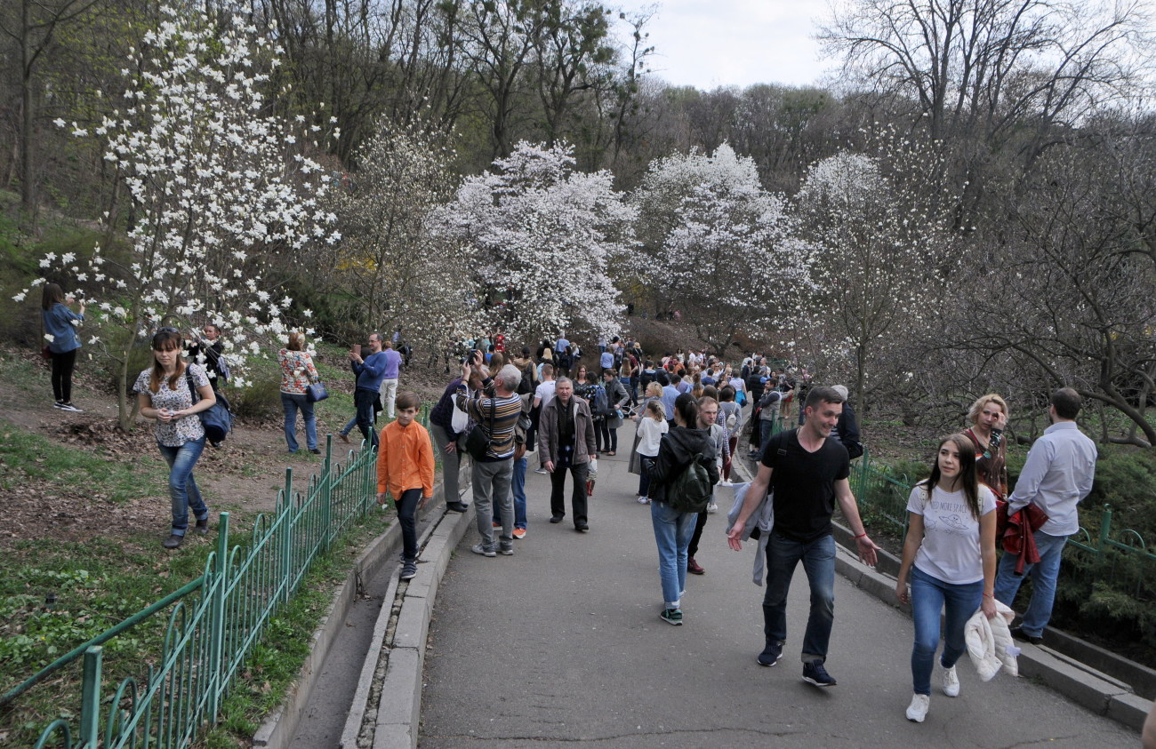 В Киеве цветет магнолия