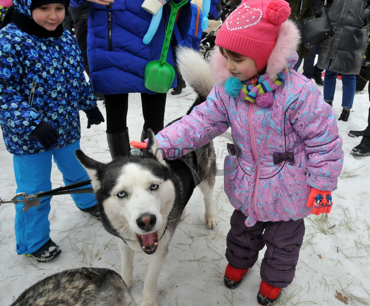 В Харькове состоялись гонки ездовых собак