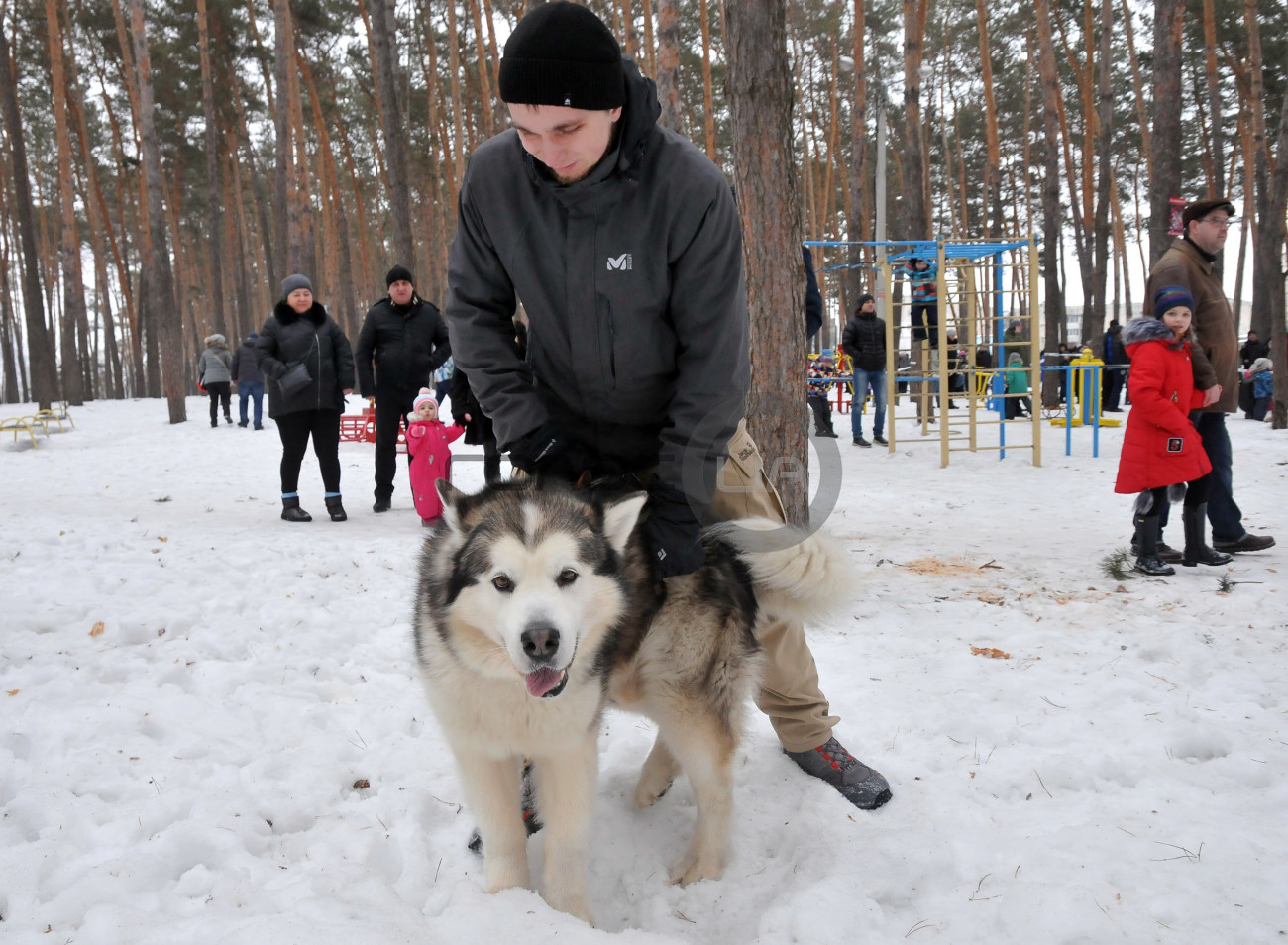 В Харькове состоялись гонки ездовых собак