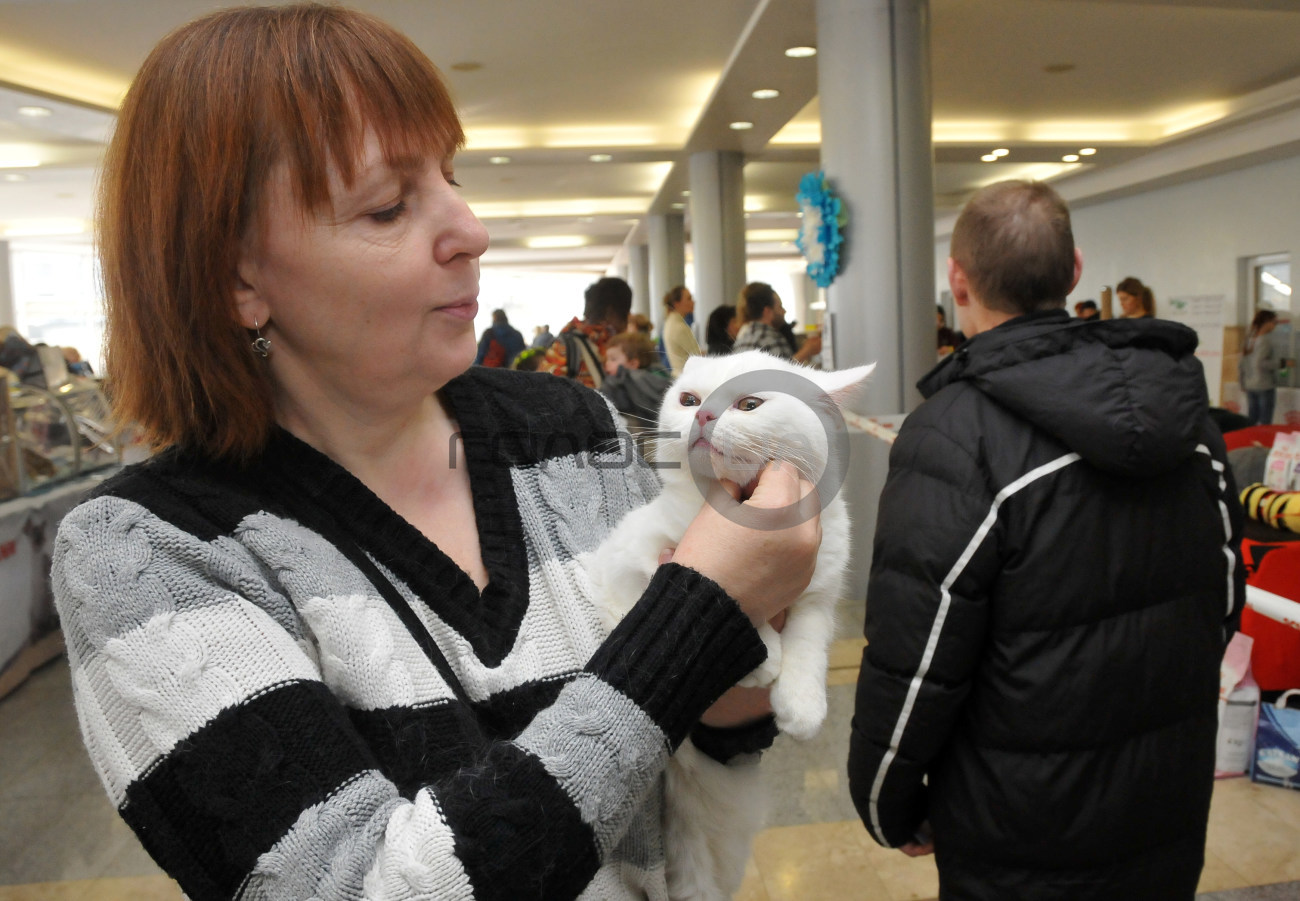 В Харькове состоялась выставка кошек &#171;Домашние львы&#187;
