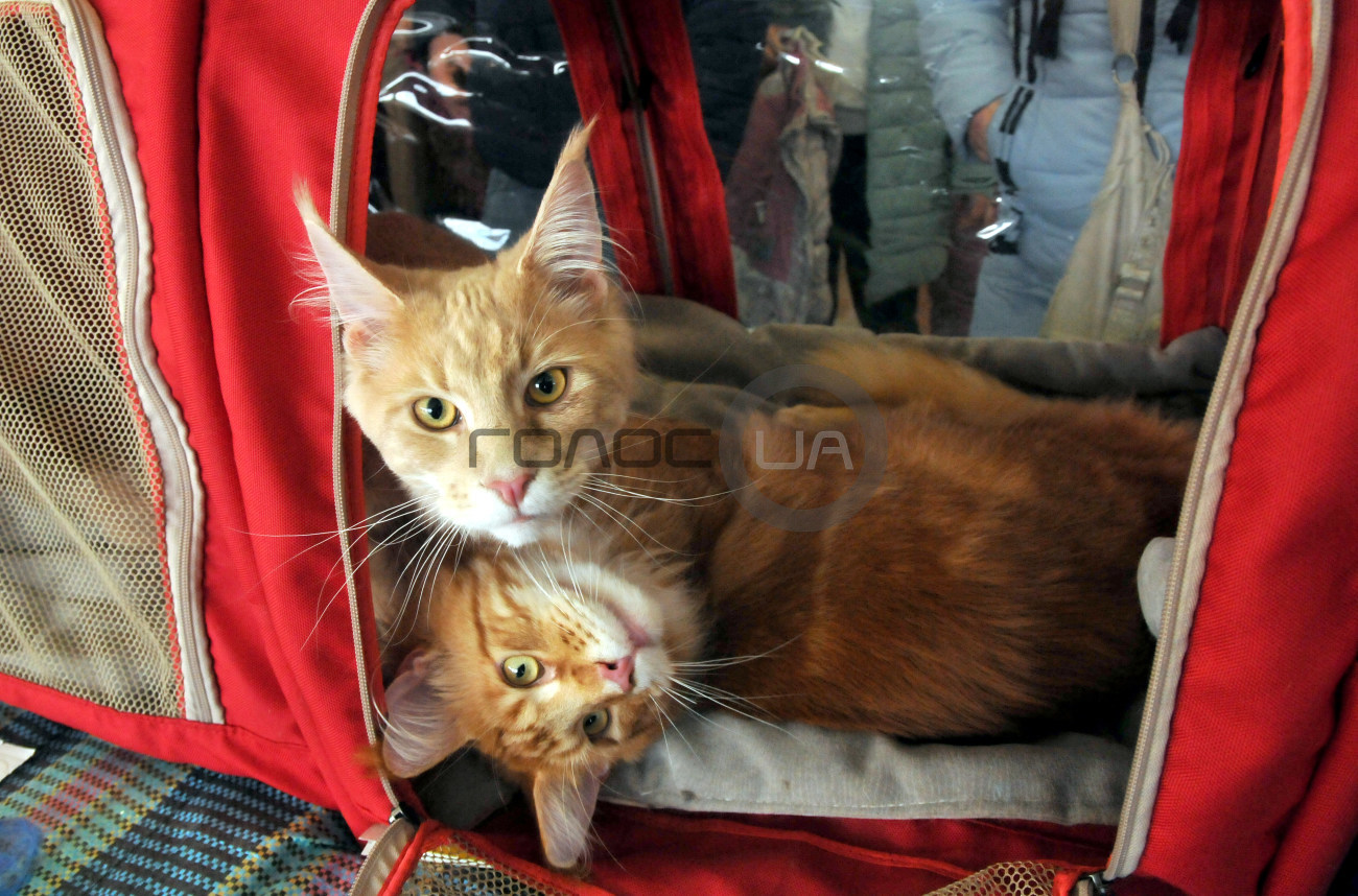 В Харькове состоялась выставка кошек &#171;Домашние львы&#187;