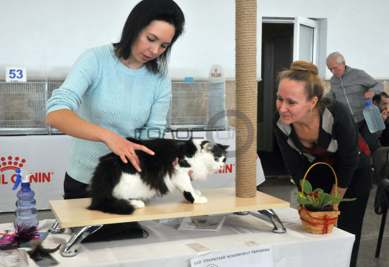 В Харькове состоялась выставка кошек &#171;Домашние львы&#187;