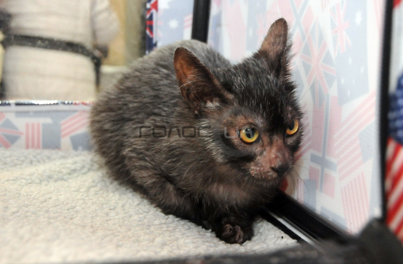 В Харькове состоялась выставка кошек &#171;Домашние львы&#187;