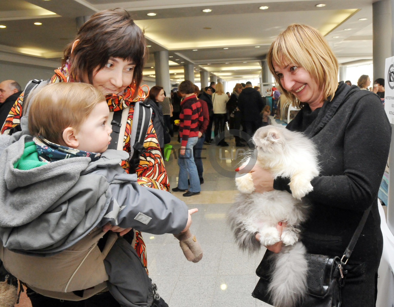 В Харькове состоялась выставка кошек &#171;Домашние львы&#187;