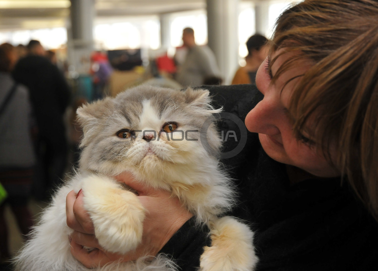 В Харькове состоялась выставка кошек &#171;Домашние львы&#187;